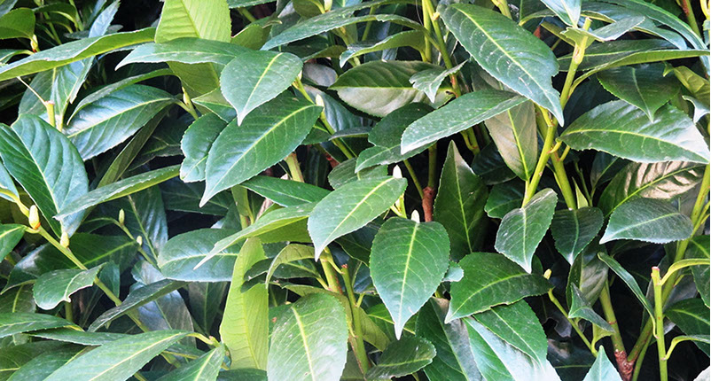 alpinia plants Alpinia Sanderae 1 Gallon Variegated Ginger Lime Lily Live Plant Mr7Ht7 main image 0